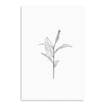 Botanical II BW