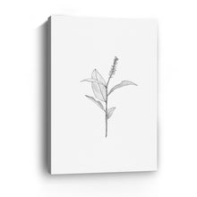 Botanical II BW