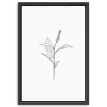 Botanical II BW