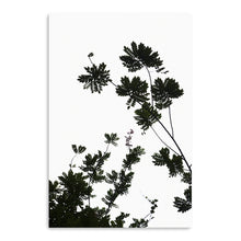 For The Love Of Foliage I