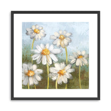 Daisy Delight