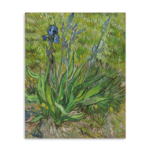 Iris, 1889 by Vincent Van Gogh