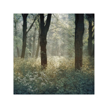 Morning in the Forest