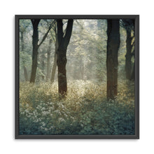 Morning in the Forest