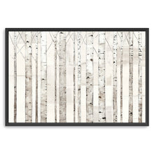 Birch Trees on White