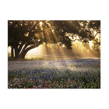 Morning Meadow Sunrise