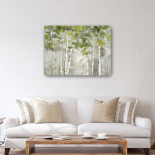 Evergreen Forest