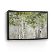 Evergreen Forest
