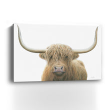 Highland Cow on White