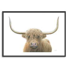 Highland Cow on White