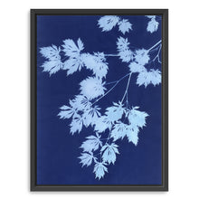 Pale Blue Maple