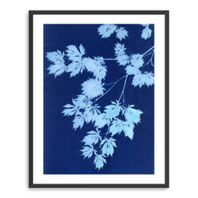 Pale Blue Maple