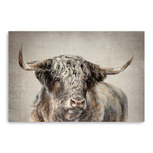 Grand Kyloe Bull