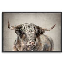 Grand Kyloe Bull