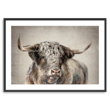 Grand Kyloe Bull