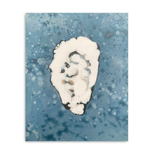 Denim Oyster 5