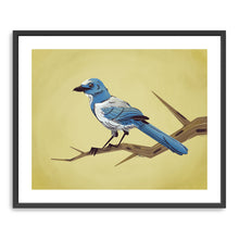 Scrub Jay