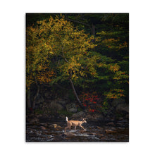 Autumn Deer