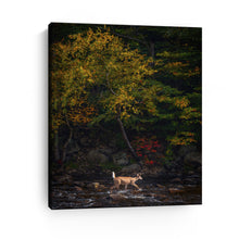 Autumn Deer