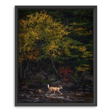 Autumn Deer