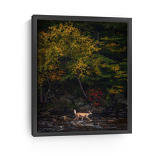 Autumn Deer