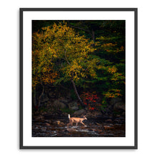 Autumn Deer