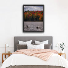 Loons And Foliage