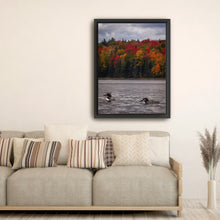Loons And Foliage