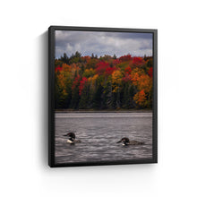 Loons And Foliage