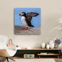 Puffin Portrait