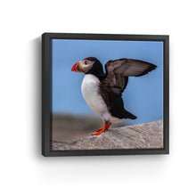 Puffin Portrait
