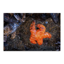 Tofino Starfish