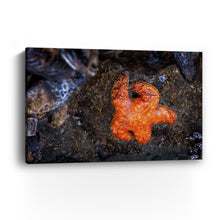 Tofino Starfish