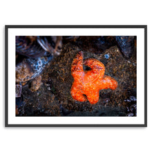 Tofino Starfish