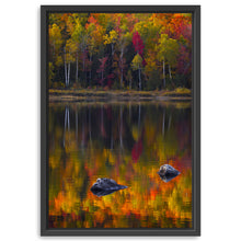 Birch Trunks Reflection - Sun and Shadow