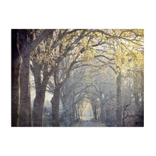 Avenue of Trees