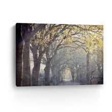 Avenue of Trees