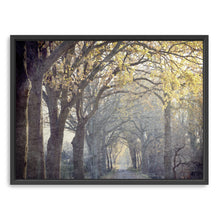 Avenue of Trees