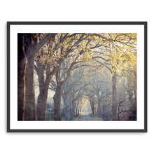 Avenue of Trees