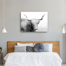 Highland Cow