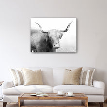 Highland Cow