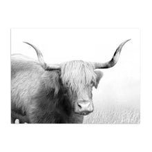 Highland Cow