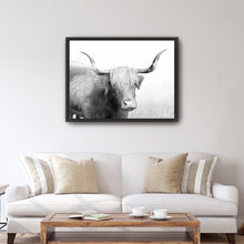 Highland Cow