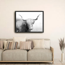 Highland Cow