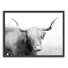 Highland Cow