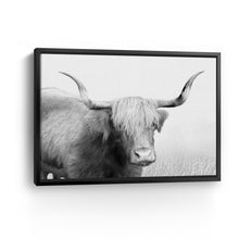 Highland Cow