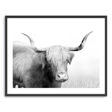 Highland Cow