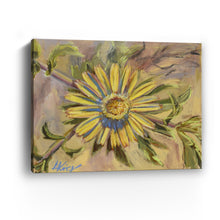 Asteriscus Graveolens