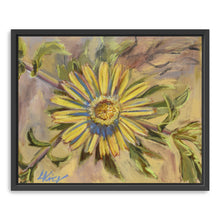 Asteriscus Graveolens