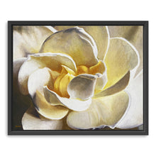 Gardenia Glory